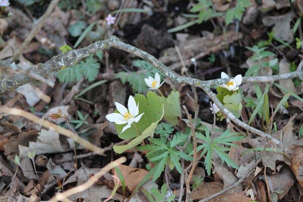 Early blooming spring ephemerals flowers welcome warmer weather